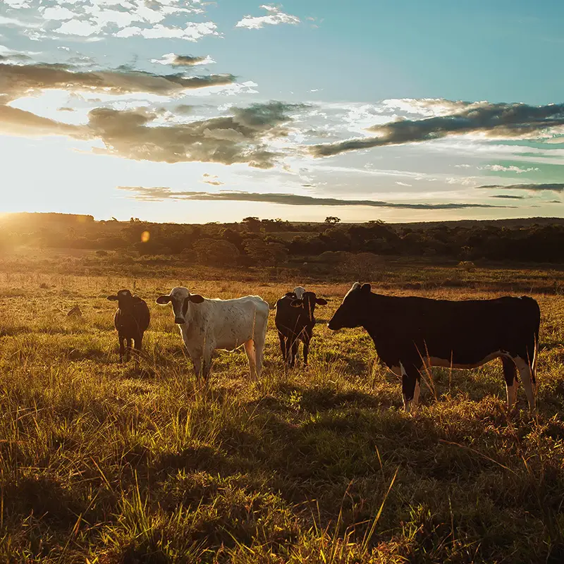RMIS- Connecting the Entire Red Meat Value Chain